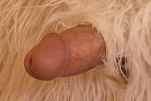 youjizz中国熟妇麻豆